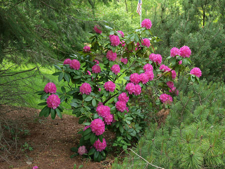 Rhododendron