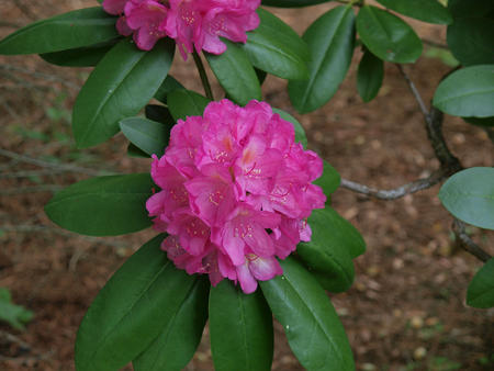 Rhododendron #2