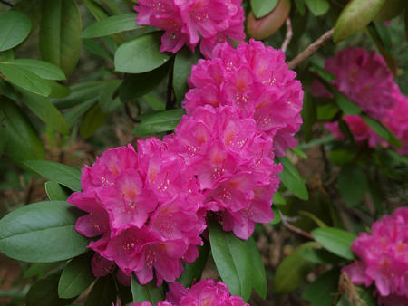 Rhododendron #3