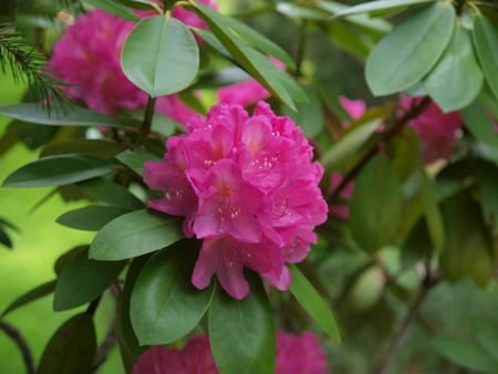 Rhododendron #4