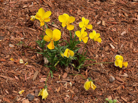 Yellow pansies