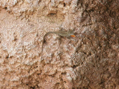 Red throated lizard