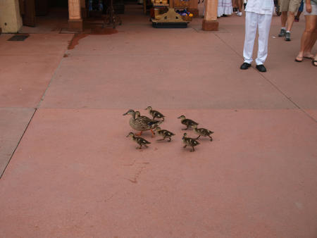 Make way for ducklings