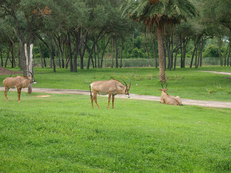 Eland at Animal Kingdom Lodge