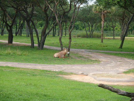 Eland at Animal Kingdom Lodge #2