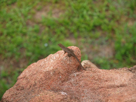 Lizard at Animal Kingdom Lodge