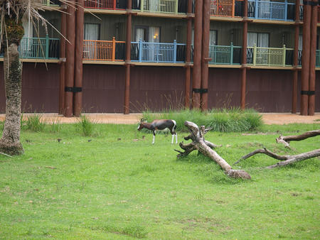 Pronghorn at Animal Kingdom Lodge