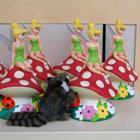 Racky visits Tinkerbell