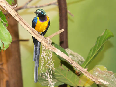 Yellow and blue bird