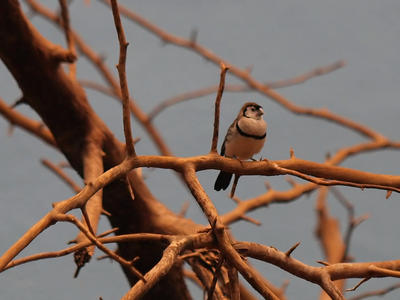 Double barred finch