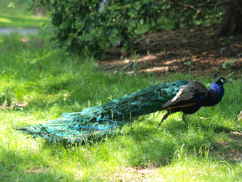 Peacock