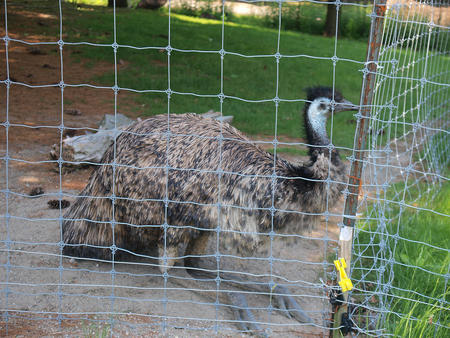 Emu
