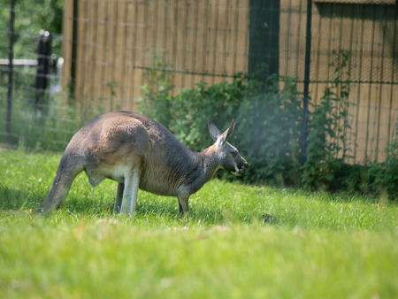 Red Kangaroo