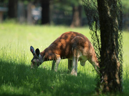 Red Kangaroo #2