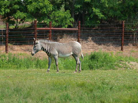 Grevy's zebra