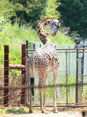Masai giraffe