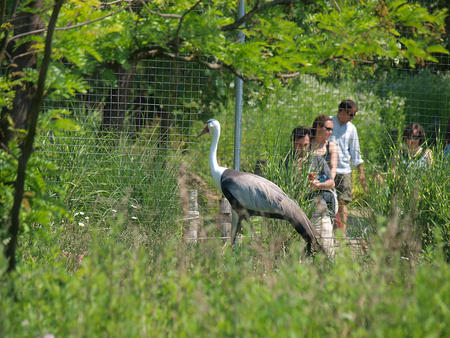 Wattled crane