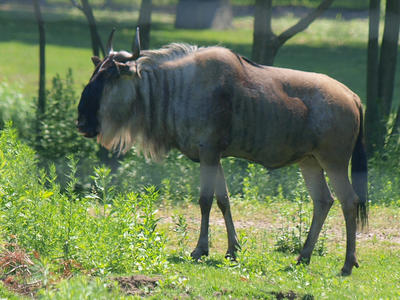 White beared wildebeast