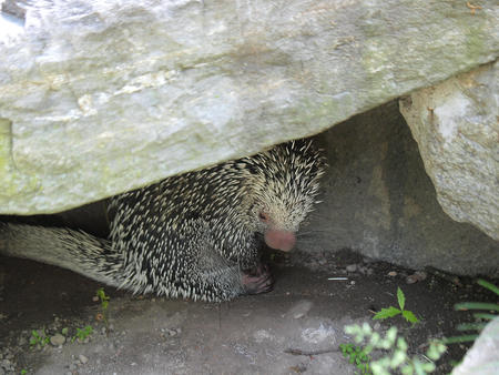 Prehensile tailed porcupine