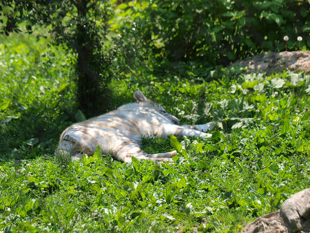 Sleeping tiger
