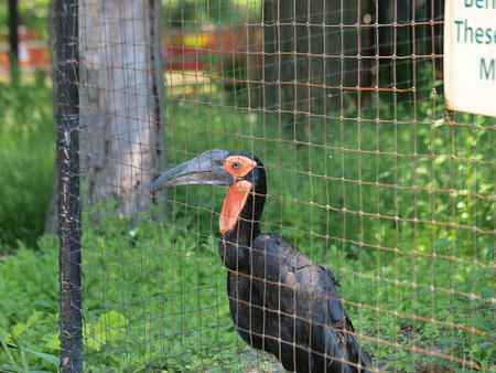 Southern ground hornbill #2