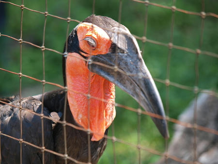 Southern ground hornbill #3