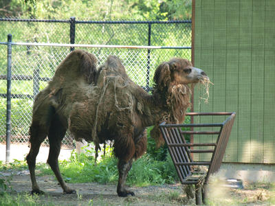 Bactrian camel