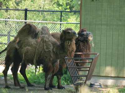 Bactrian camel #2