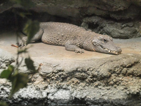 Dwarf crocodile