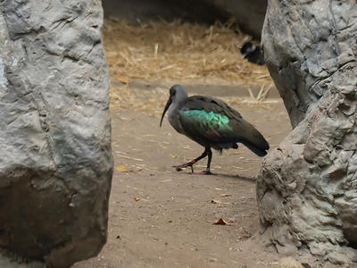 Green and black bird