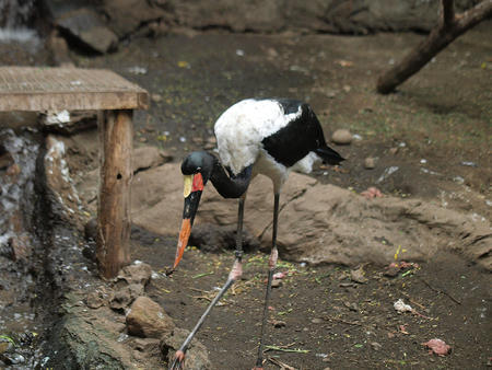 Saddle billed stork