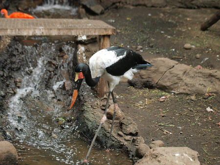 Saddle billed stork #2