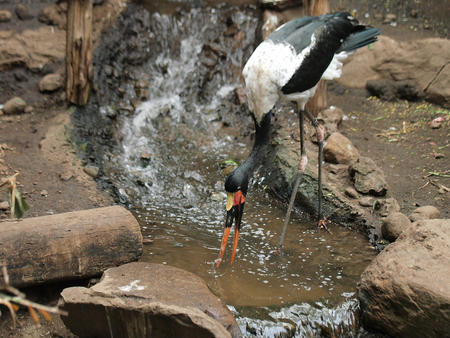 Saddle billed stork #3