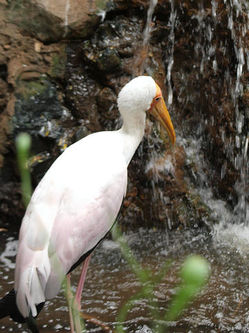 Stork