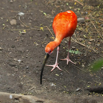 Scarlet ibis