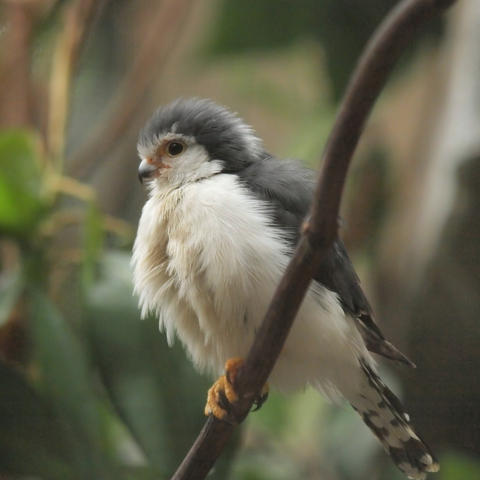 African pygmy falcon