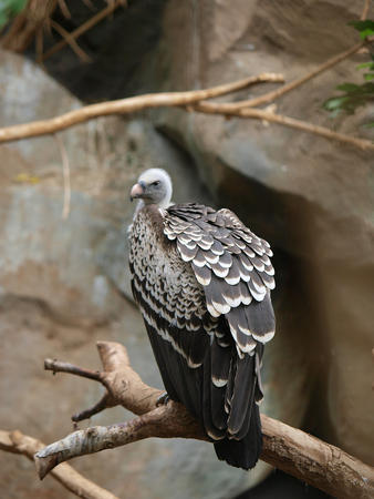 Ruppell's griffon vulture #2