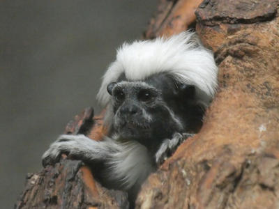 Cotton-top tamarin #2