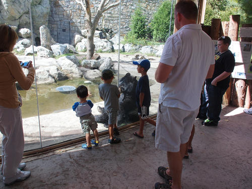 Looking at the bears