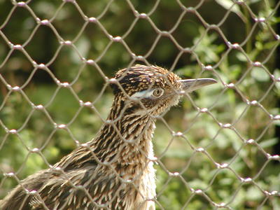 Roadrunner