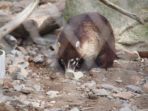 White-nosed coati