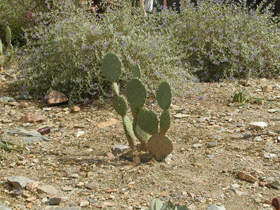 Cactus