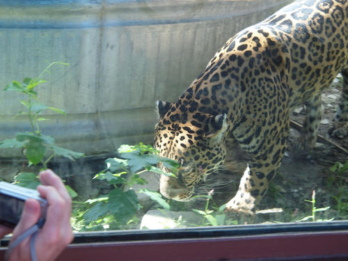 Leopard #2