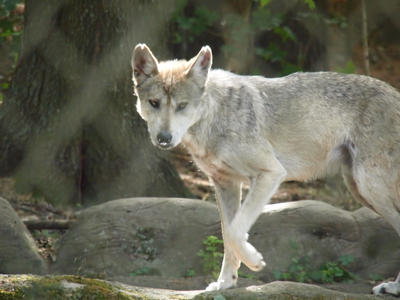 Mexican gray wolf