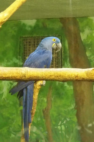 Hyacinth macaw