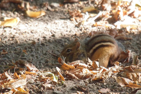 Chipmunk