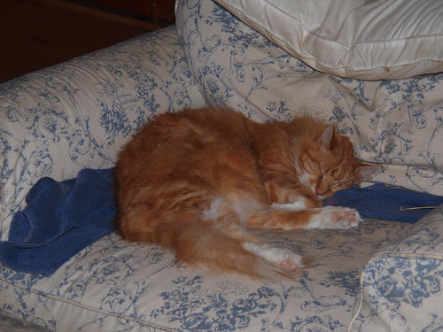 Sleeping cats look so peaceful