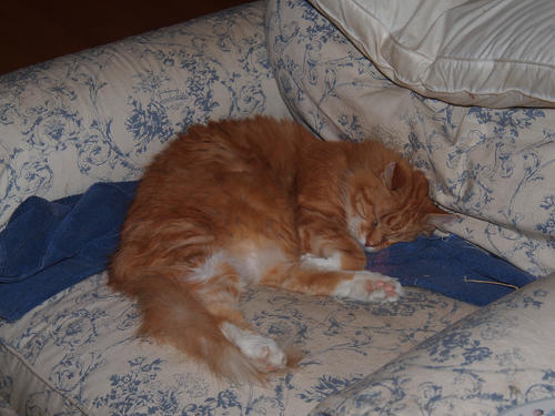 Sleeping cats look so peaceful #2