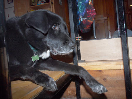 Guardian of the stairs