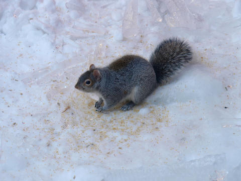 Squirrel in winter